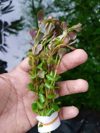 Rotala rotundifolia